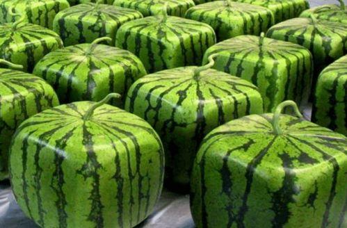 哪里都有中国人娱乐吃瓜